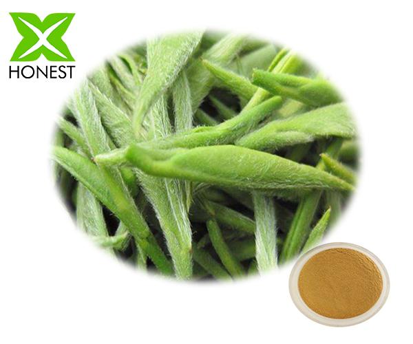 Green Tea Extract