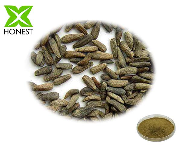 Burdock Extract