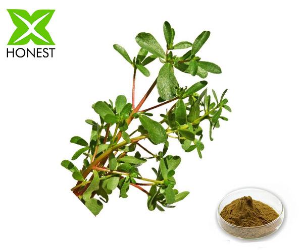 Portulaca oleracea extract