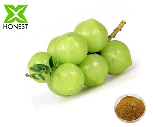 Ginkgo extract