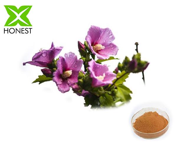 Hibiscus extract