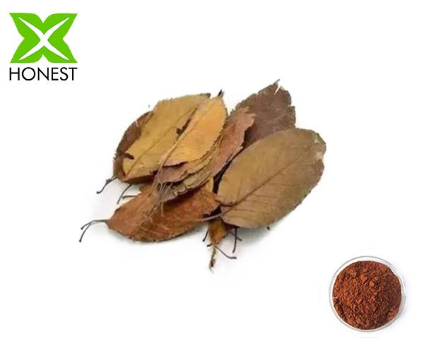 Hawthorn Leaf Extract