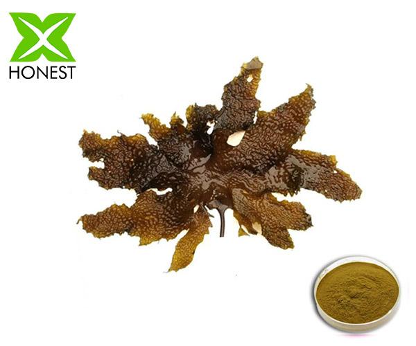 Laminaria extract