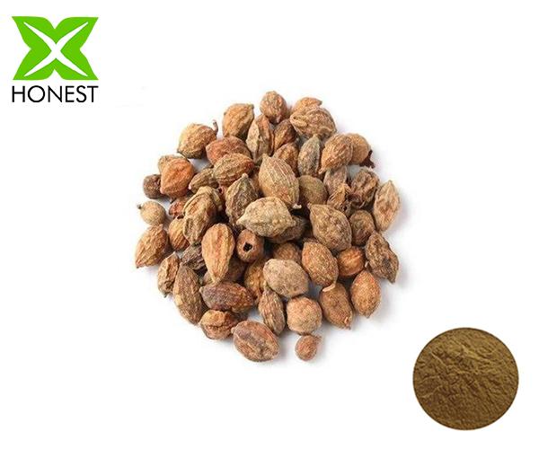 Sharpleaf Galangal Fruit Extract