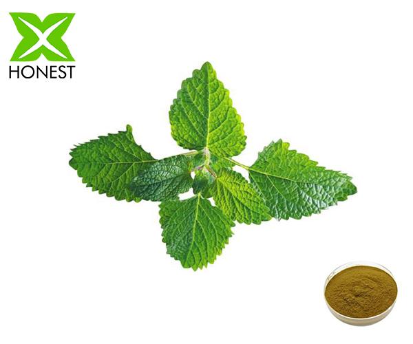 Mint extract