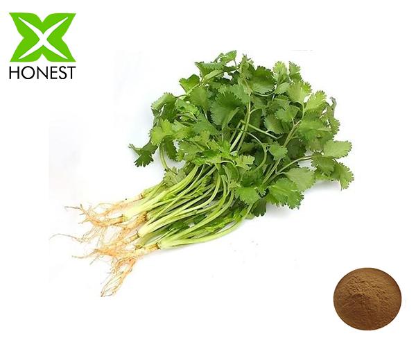 Coriander extract