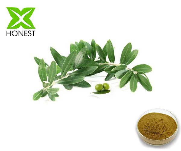 Olive Leaf Extract