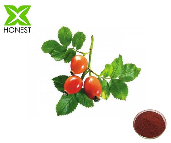 Rose hip Extract