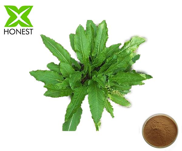 Rumex Extract